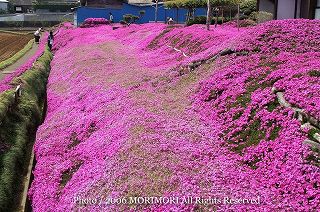 �ō��i�V�o���j�@�쑤�@�ڍׁ@02
