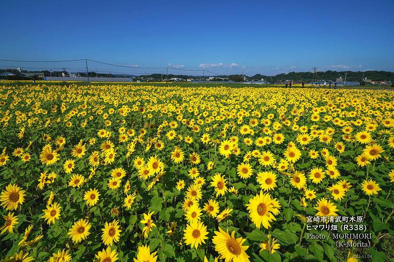 宮崎市清武町 木原地区(永田交差点近く)のヒマワリ