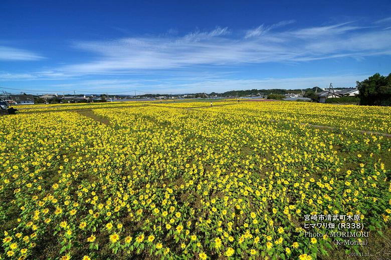 宮崎市清武町 木原地区(永田交差点近く)のヒマワリ