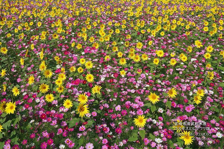 宮崎市清武町木原地区（２）コスモスとヒマワリのコラボ