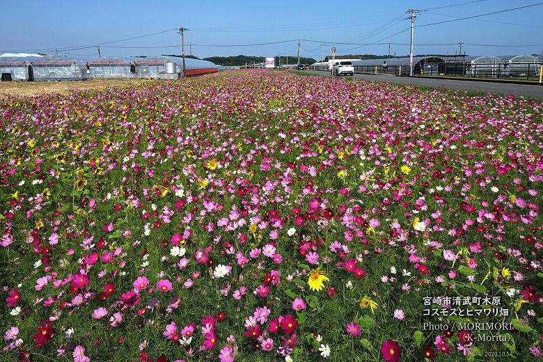 宮崎市清武町木原地区（２）コスモスとヒマワリのコラボ