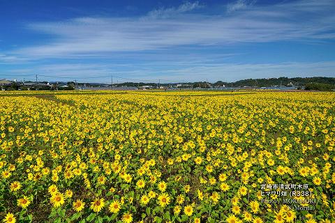 宮崎市清武町 木原地区(永田交差点近く)のヒマワリ