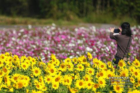 宮崎市清武町 木原地区(永田交差点近く)コスモスとひまわり