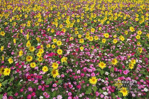 宮崎市清武町木原地区（２）コスモスとヒマワリのコラボ