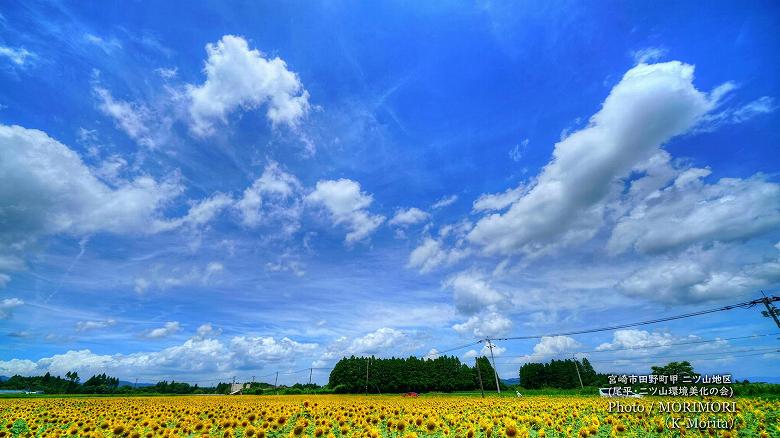 宮崎市田野町のヒマワリ畑（二ツ山地区）