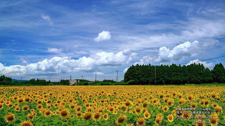 宮崎市田野町 ひまわり畑（二ツ山地区）