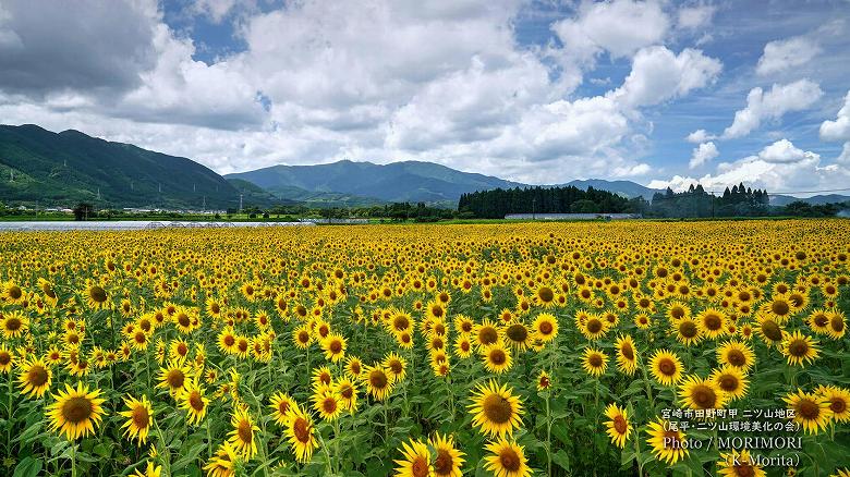 鰐塚山をバックに・・田野町のヒマワリ畑（二ツ山地区）