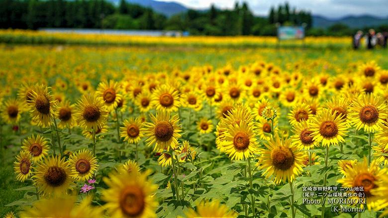 宮崎市田野町のヒマワリ畑（二ツ山地区）