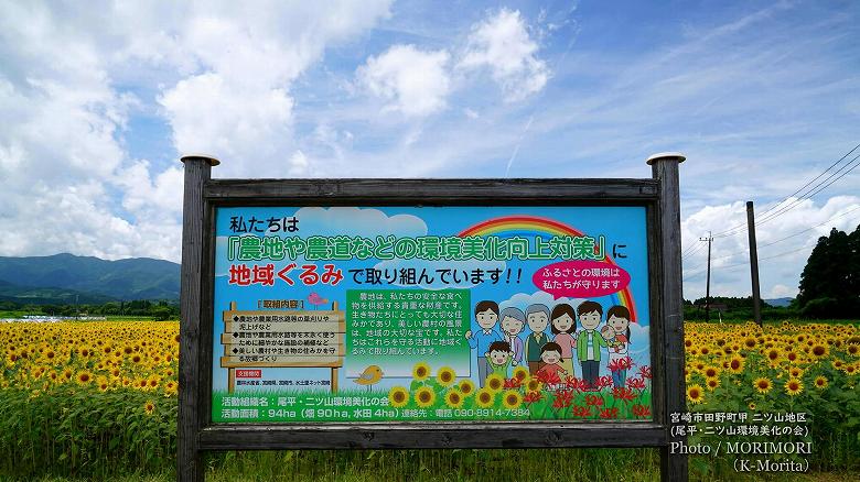 宮崎市田野町のヒマワリ畑（二ツ山地区）