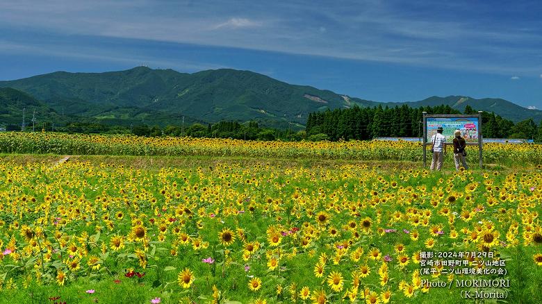 宮崎市田野町のヒマワリ畑（二ツ山地区）