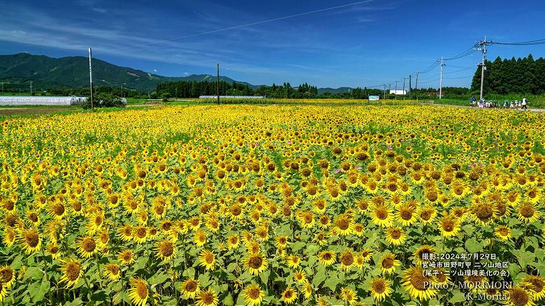 園児たちも見学に田野町のヒマワリ畑（二ツ山地区）