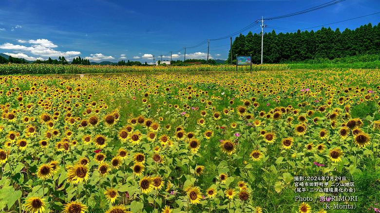 「コスモス」もちらほら　ヒマワリ畑（二ツ山地区）