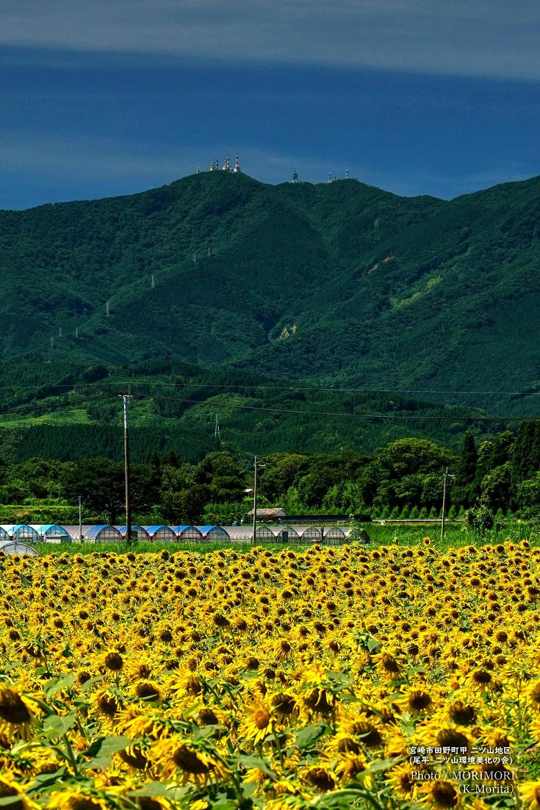 鰐塚山とヒマワり畑（二ツ山地区）