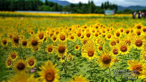 宮崎市田野町のヒマワリ畑（二ツ山地区）