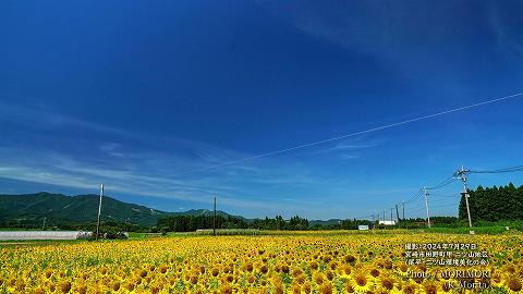 宮崎市田野町のヒマワリ畑（二ツ山地区）