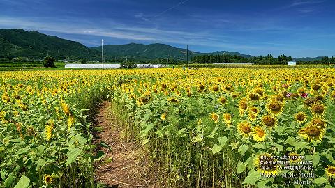 宮崎市田野町のヒマワリ畑（二ツ山地区）