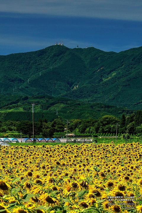 宮崎市田野町のヒマワリ畑（二ツ山地区）