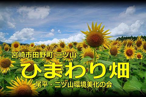 宮崎市田野町のヒマワリ畑（二ツ山地区）