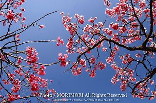 �J���q�U�N��(�����)�@���ǂ��̂��Ɂ@03
