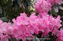 �V���N�i�Q�̐X�@�{�茧�O�Ғ��ɂā@