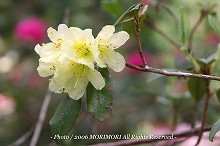 �V���N�i�Q�̎ʐ^�@���Ⴍ�Ȃ��̐X�@�{�茧�O�Ғ��@