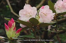 �V���N�i�Q�̐X�@�{�茧�O�Ғ��ɂā@