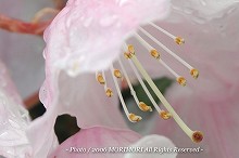 �V���N�i�Q�̎ʐ^�@���Ⴍ�Ȃ��̐X�@�{�茧�O�Ғ��@