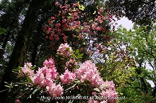 �V���N�i�Q�̎ʐ^�@���Ⴍ�Ȃ��̐X�@�{�茧�O�Ғ��@