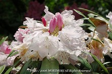 �V���N�i�Q�̐X�@�{�茧�O�Ғ��ɂā@
