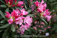 �V���N�i�Q�̐X�@�{�茧�O�Ғ��ɂā@