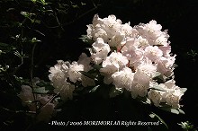 �V���N�i�Q�̐X�@�{�茧�O�Ғ��ɂā@