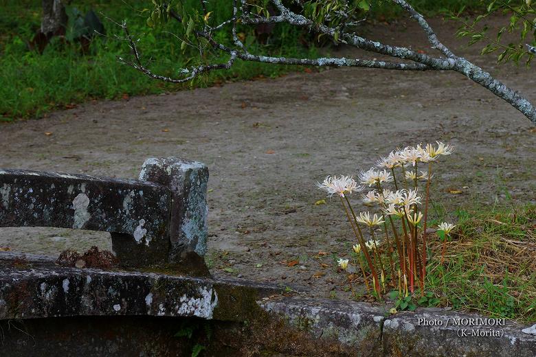 五百禩神社 彼岸花