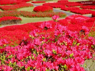 �Ŕ��d�����i�{�茧�O�Ғ��j�c�c�W�@�O�R