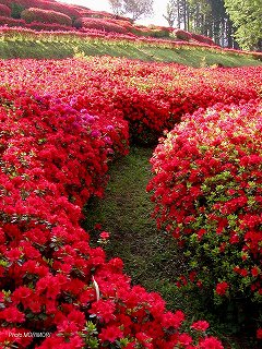 �Ŕ��d�����i�{�茧�O�Ғ��j�c�c�W�@�O�U